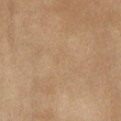 velour shorts in latte